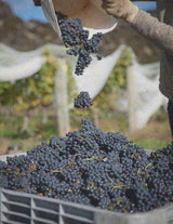 collecting grapes at end of harvest