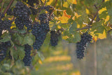 grapes on vine