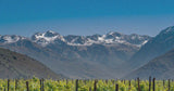 reefman wine in central otago