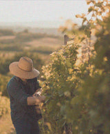 man inspecting grapes on vines in vinyard