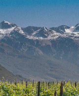 reefman wines in alexandra