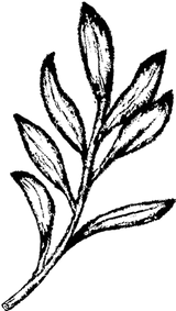 Reefman logo thyme leaves